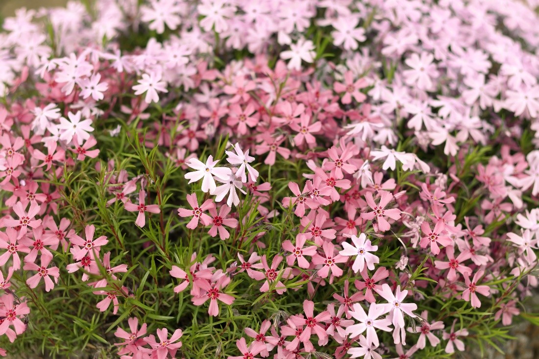 Dark and light pink phlox